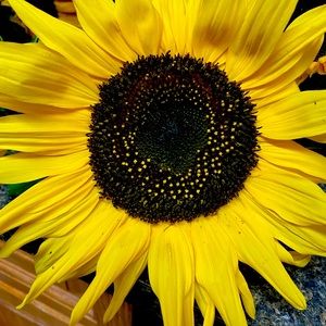 Meet your Posher, Bonnie